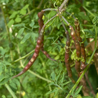 Hoikkakeltasydän (Dactylicapnos torulosa), siemeniä 50 kpl - pikkukuva 3