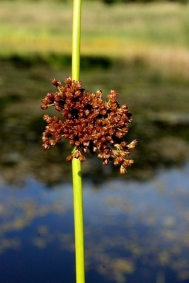 Röyhyvihvilä (Juncus effusus), siemeniä 200 kpl