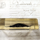 Natura Obscura – Entomologinen näyte no. 411 - pikkukuva 2