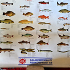 Kala aiheinen Mainosjuliste . Kala komppania 102×72 Cm - pikkukuva 3