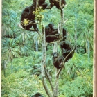 Jane Goodall: I människans skugga - pikkukuva 5