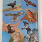 Guy M. Kirwan ym. : Raptor Migration in Israel and the Mi... - pikkukuva 2