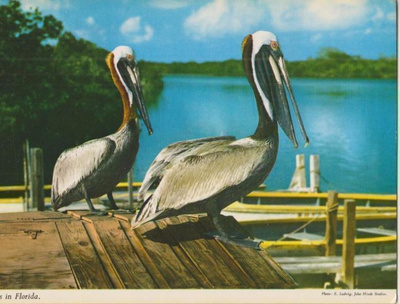 Lintu Pelicans in Florida väri p110