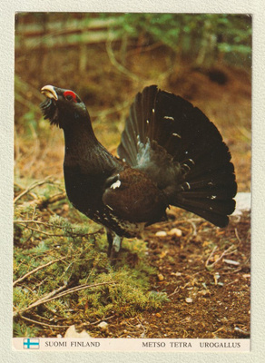Postikortti metsosta