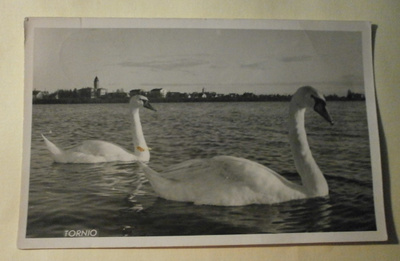 Tornio, joutsenet, kaupunkia, mv valokuvapk, p. 1957