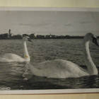 Tornio, joutsenet, kaupunkia, mv valokuvapk, p. 1957 - pikkukuva 1