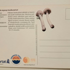 Kehnäsienet, vuoden 2010 sieni, kulkematon - pikkukuva 2