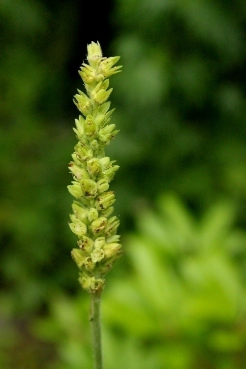 Tähkäkeijunkukka (Heuchera cylindrica), siemeniä 100 kpl