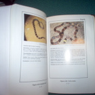 US ARMY SURVIVAL MANUAL FM 21-76 (2000) Sis.postikulut - pikkukuva 4