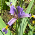 Iris prismatica, siemeniä 30 kpl - pikkukuva 2