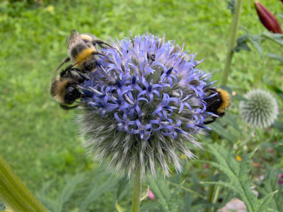 Balkaninpallo-ohdake (Echinops exaltatus), siemeniä 30 kpl