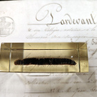 Natura Obscura – Entomologinen näyte no. 351 - pikkukuva 2