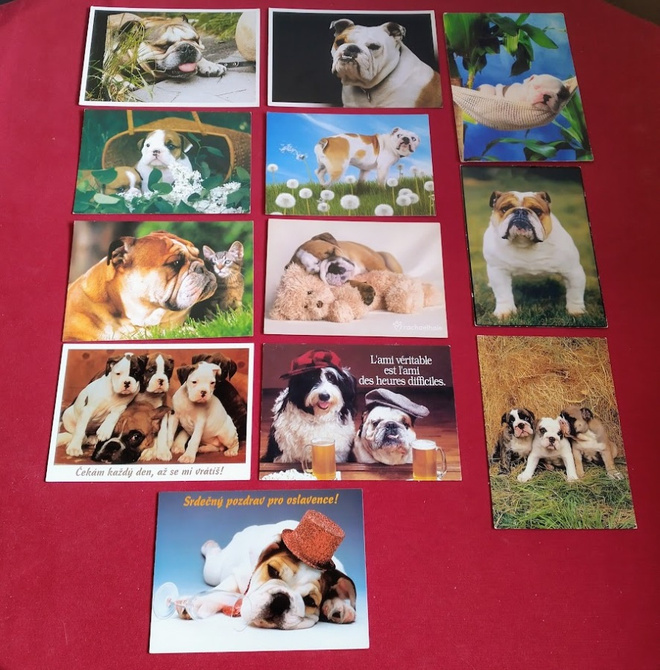 12 BULLDOG POSTIKORTTIA