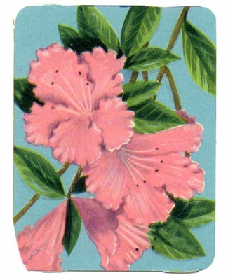 M.P. 1241 / NELKKU: Vaaleanpunainen azalea. 1950-60-l.