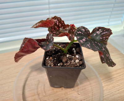 Begonia Cracklin Rosie