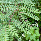 Pilvihelmipihlaja (Sorbus frutescens), siemeniä 30 kpl - pikkukuva 2