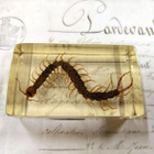 Natura Obscura – Entomologinen näyte no. 353 - pikkukuva 3
