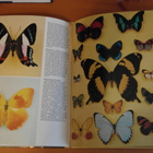 Robert Goodden:All Colour Book of Butterflies.Sid. - pikkukuva 3