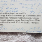 Sinivuokko Postikortti - pikkukuva 2