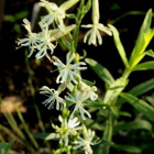 Tataarikohokki (Silene tatarica), siemeniä 100 kpl - pikkukuva 2