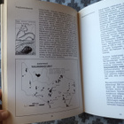 Manner - Tervo: Lapin geologia - pikkukuva 2