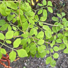 Adlumia (Adlumia fungosa), siemeniä 50 kpl - pikkukuva 2