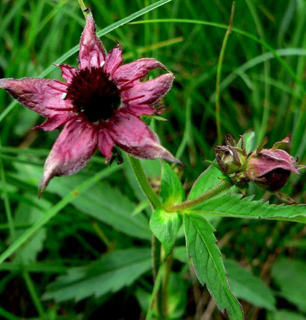 Kurjenjalka (Comarum palustre), siemeniä 50 kpl