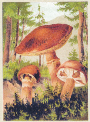 Lehtikuusentatti (isohko kortti)
