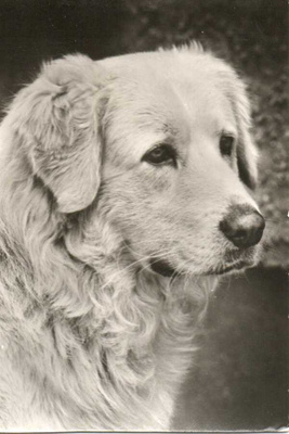 KUVASZ POSTIKORTTIA - PLANET VERLAG