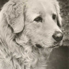KUVASZ POSTIKORTTIA - PLANET VERLAG - pikkukuva 1