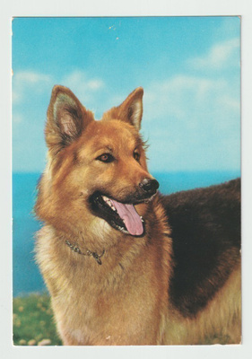 Saksanpaimenkoira   (R)
