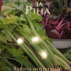 PUUTARHA JA PIHA - pikkukuva 4