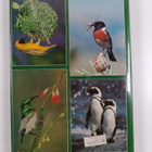 Joy Frandsen : Birds of the South Western Cape - pikkukuva 2