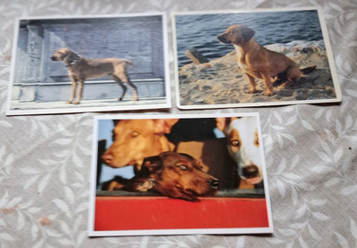 3 KOIRA POSTIKORTTIA