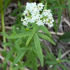 Ahomatara (Galium boreale), siemeniä 50 kpl - pikkukuva 2