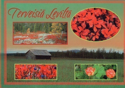Postikortti. Terveiset Leviltä