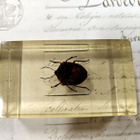 Natura Obscura – Entomologinen näyte no. 304 - pikkukuva 3