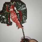 Begonia - pikkukuva 2