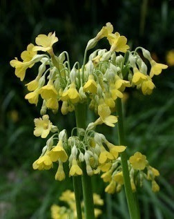 Kesäesikko (Primula florindae), siemeniä 50 kpl