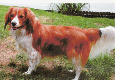 KOOIKERHONDJEKOIRA POSTIKORTTI - HOLLANTILAINEN SPANIELROTU