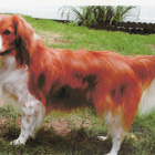 KOOIKERHONDJEKOIRA POSTIKORTTI - HOLLANTILAINEN SPANIELROTU - pikkukuva 1