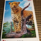 Trefl: Wild leopard  500 palaa - pikkukuva 1
