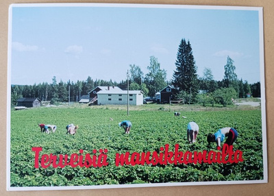 Suonenjoki, mansikoita poimitaan pellolla, ei p.