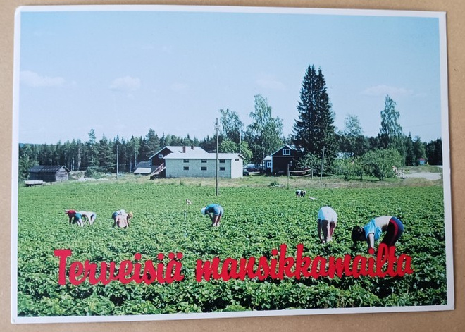 Suonenjoki, mansikoita poimitaan pellolla, ei p.