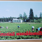 Suonenjoki, mansikoita poimitaan pellolla, ei p. - pikkukuva 1