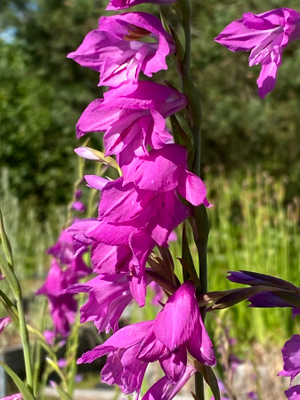 Idänmiekkalilja (Gladiolus imbricatus) , siemeniä 50 kpl