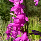 Idänmiekkalilja (Gladiolus imbricatus) , siemeniä 50 kpl - pikkukuva 1