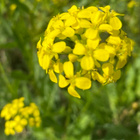 Ukonpalko (Bunias orientalis), siemeniä 40 kpl - pikkukuva 1