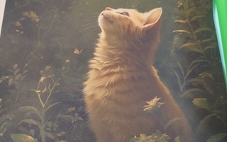 Kissa kuva.