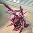 Tradescantia/ juoru - pikkukuva 2